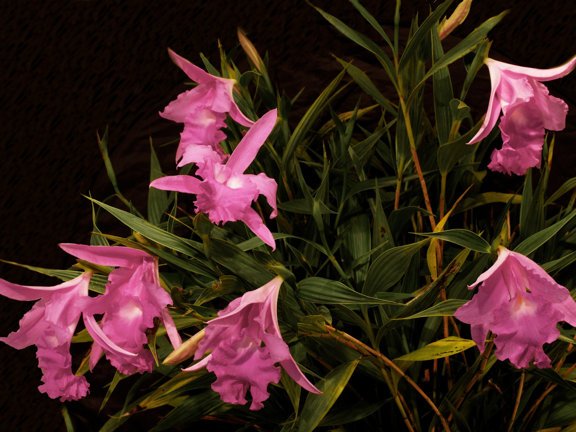 Розовые цветы орхидеи в зеленых листьях 