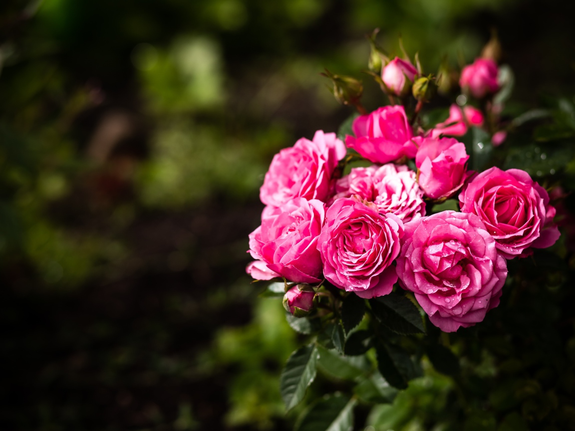 Розовые парковые розы с бутонами на клумбе 