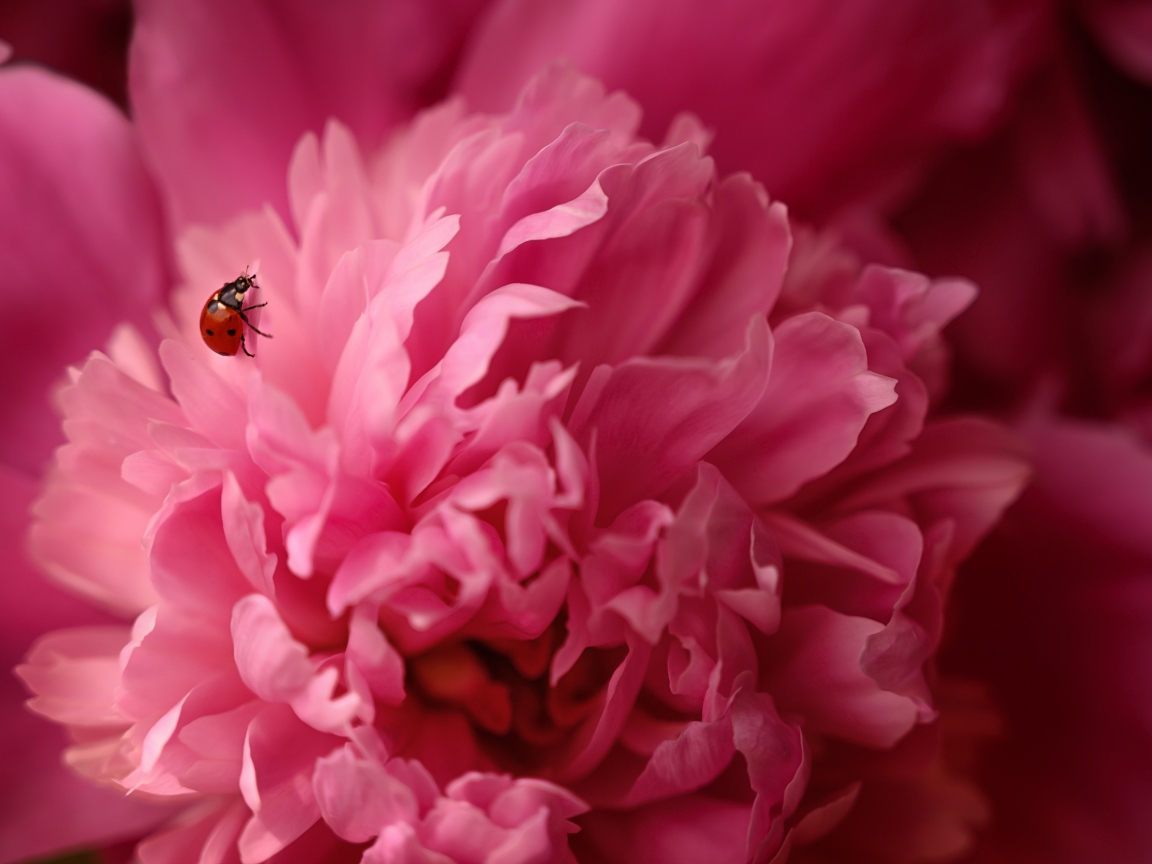 Розовый пион с божьей коровкой крупным планом