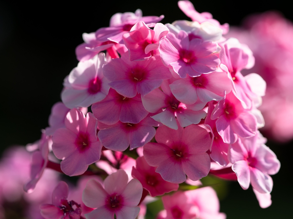 Розовый цветок флоксы в лучах солнца 