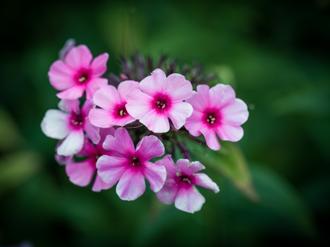 Розовые цветы флокса крупным планом 