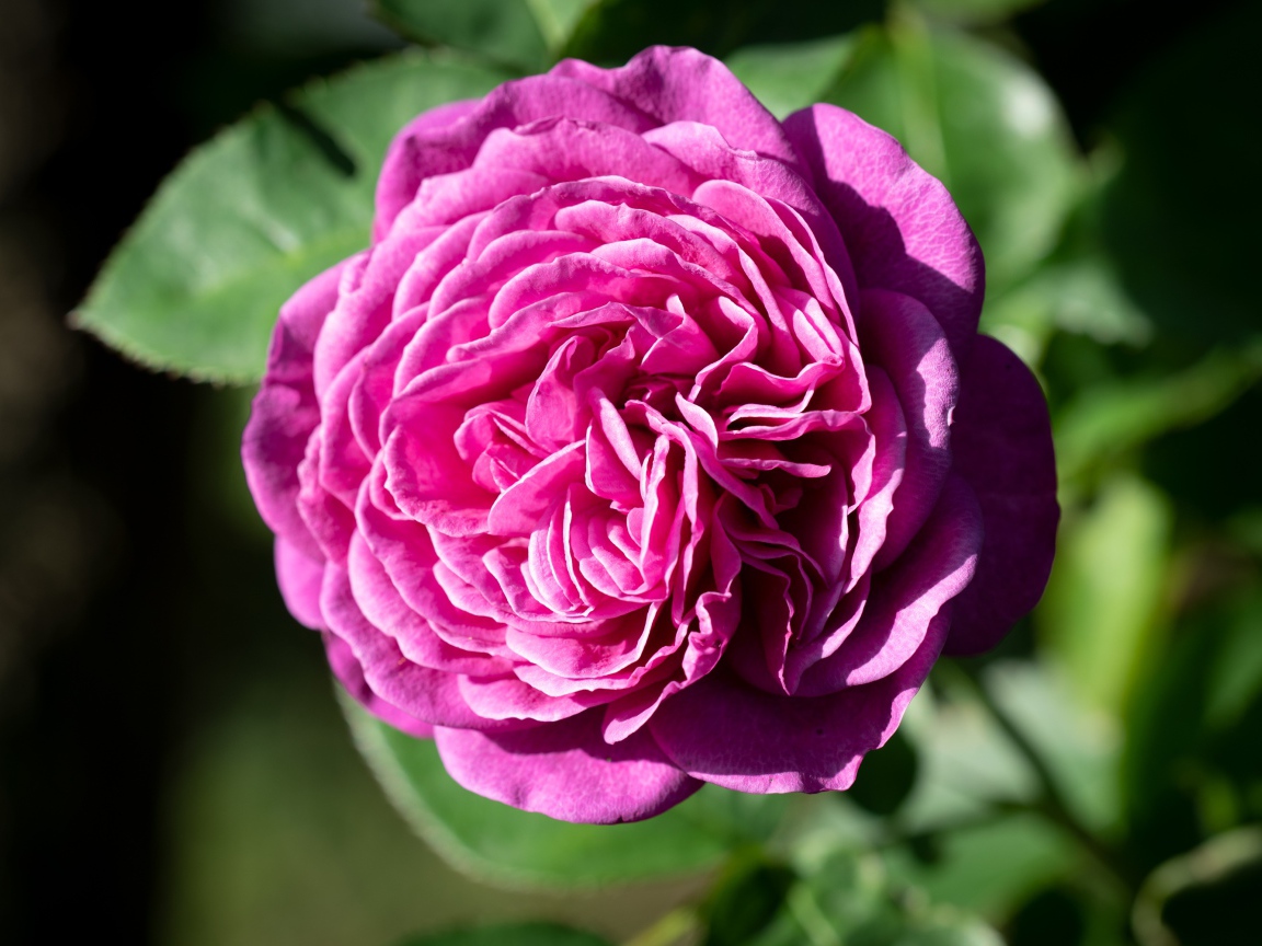 Розовой цветок розы с зелеными листьями крупным планом