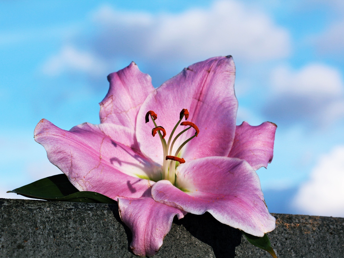 Розовая роза лежит на камне на фоне неба