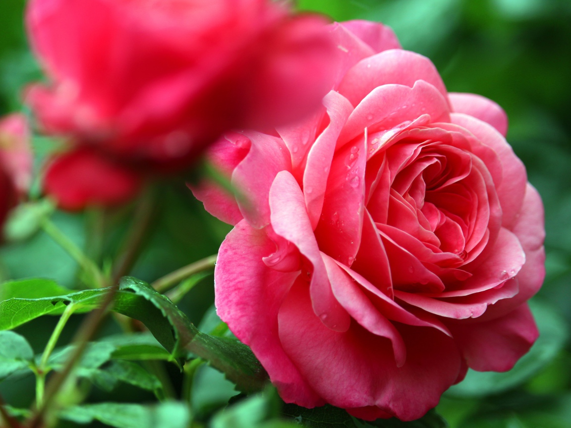 Розовые розы с каплями росы крупным планом