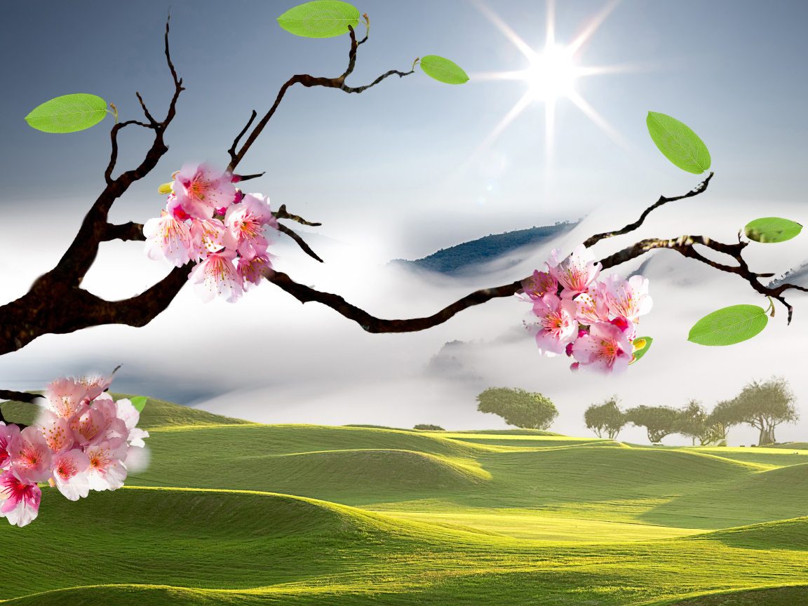 Розовые цветы сакуры на ветке в лучах яркого солнца