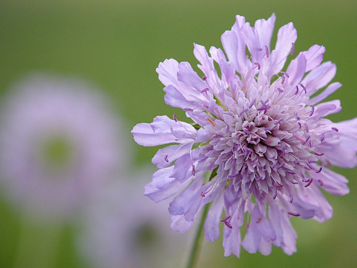 Розовый цветок скабиоза на зеленом фоне