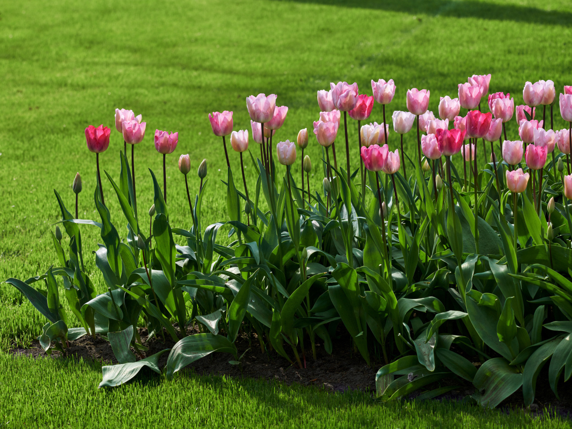 Розовые тюльпаны на клумбе у газона