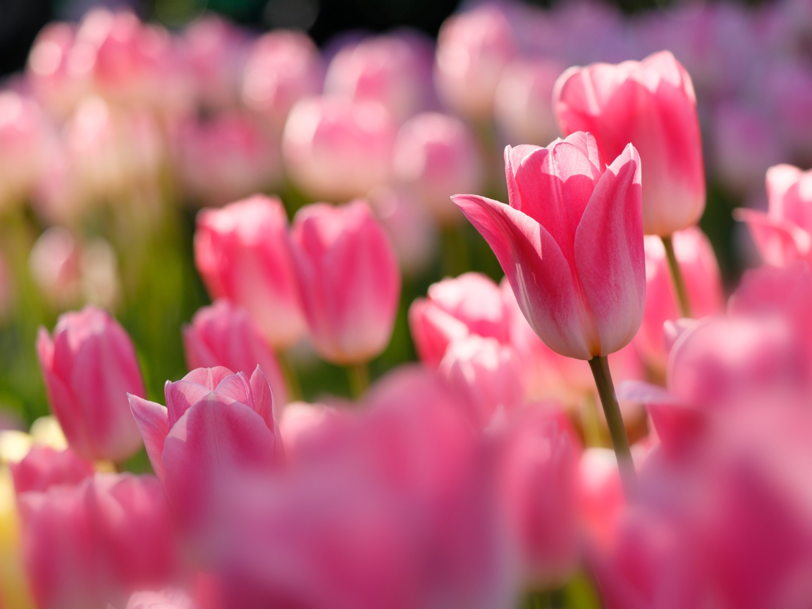 Розовые тюльпаны в лучах солнца на клумбе