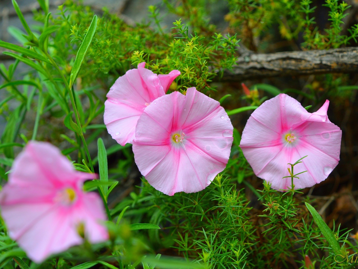 Розовые полевые цветы в зеленой траве