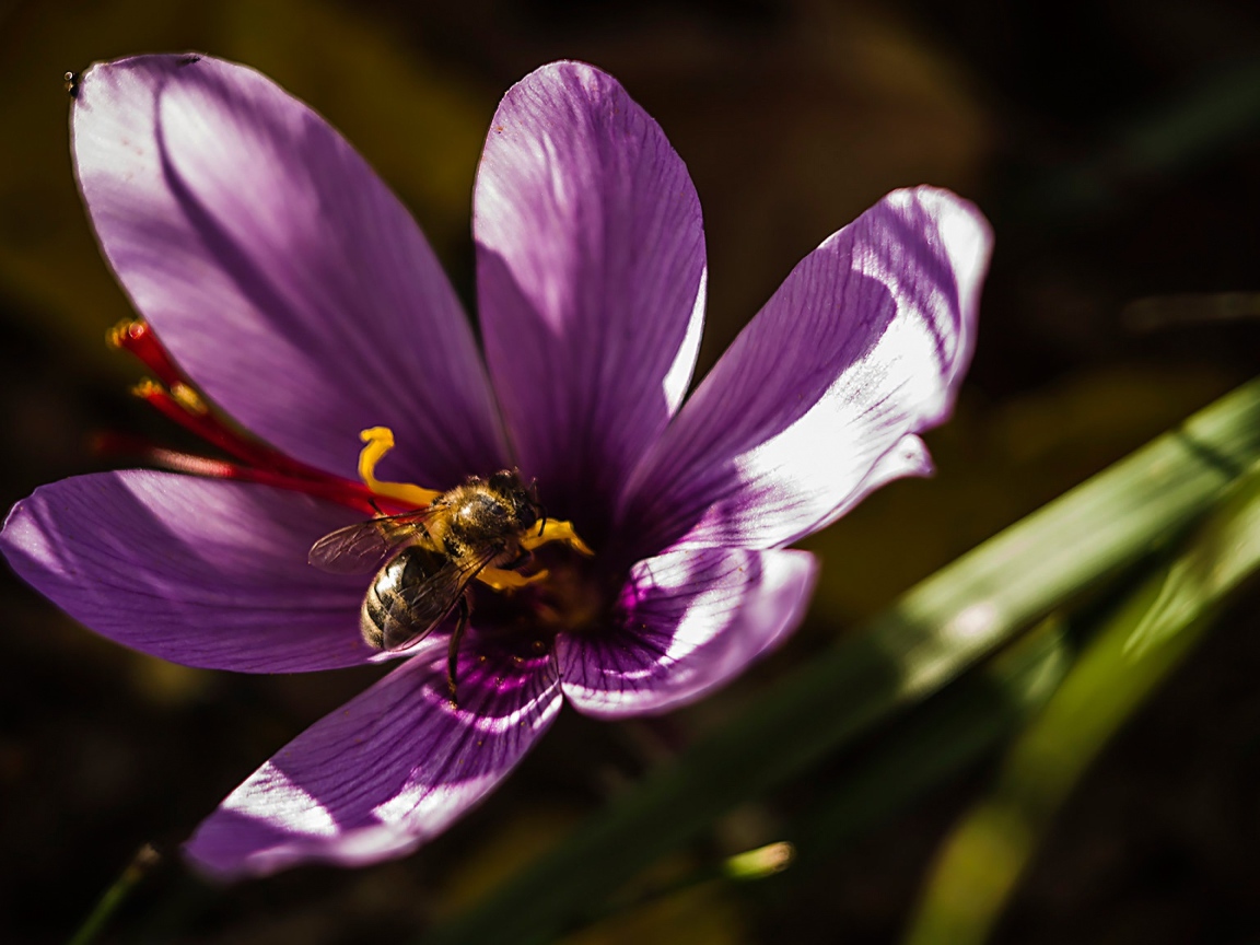 Фиолетовый цветок крокуса с пчелой 