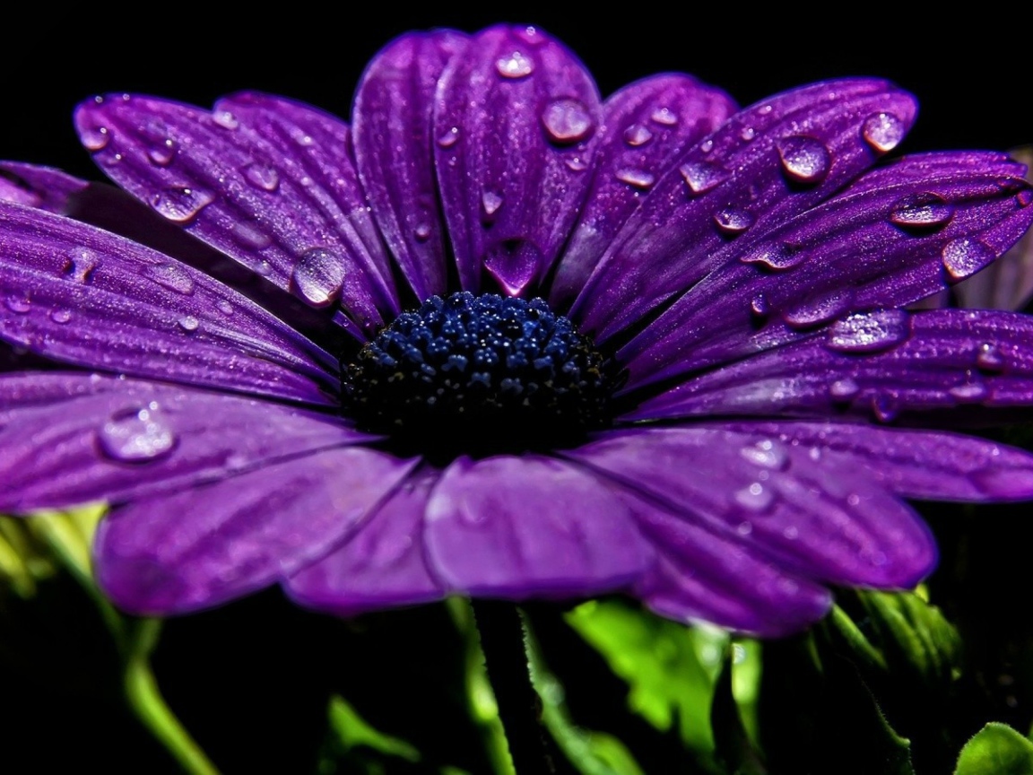 Фиолетовый цветок с каплями росы на лепестках 