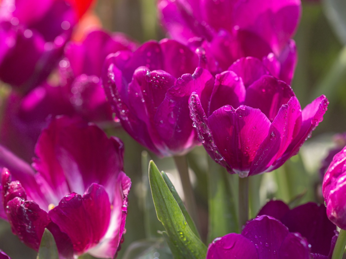 Фиолетовые тюльпаны в каплях росы в лучах солнца 