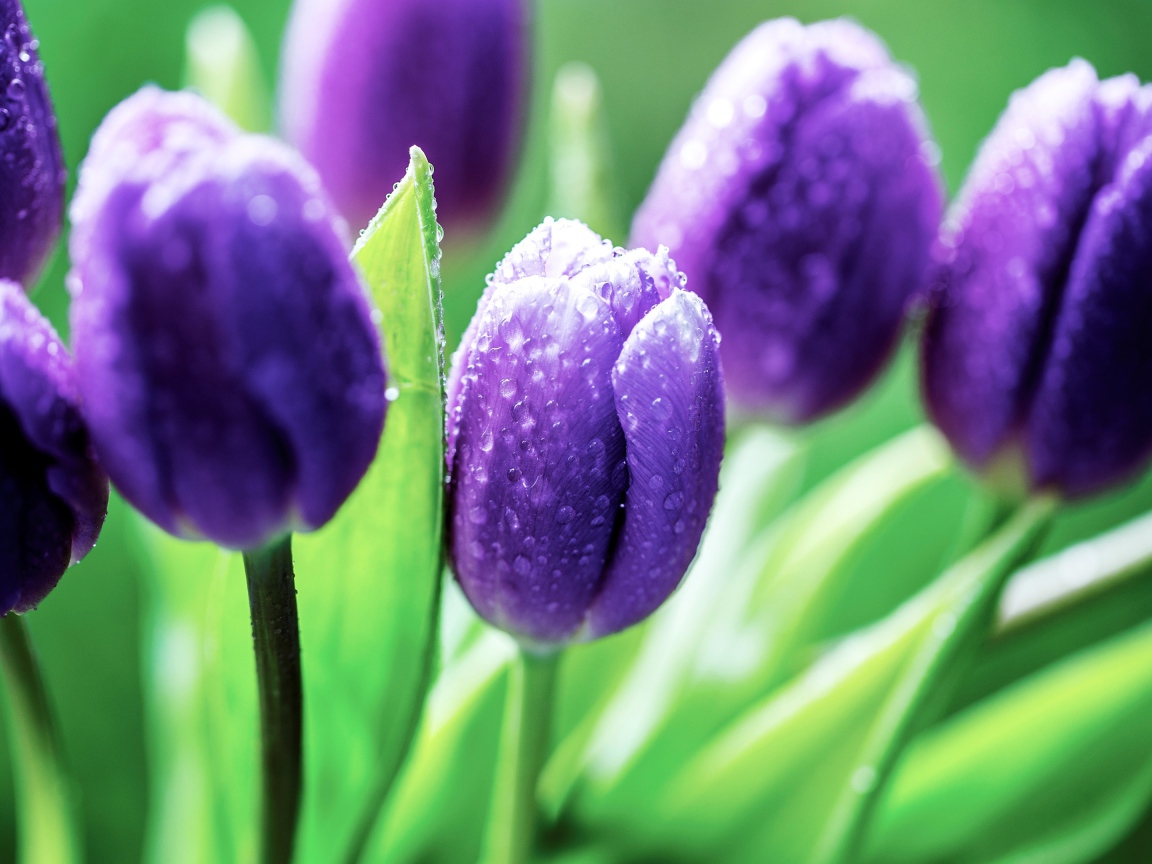 Фиолетовые тюльпаны в каплях розы утром