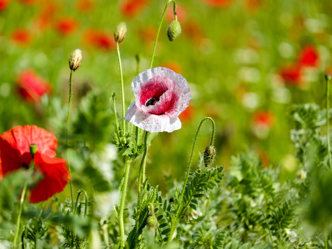 Красные и розовые маки с бутонами на поле солнечным летним днем