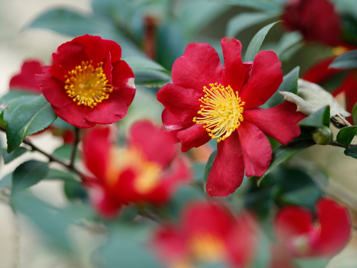 Красные цветы камелия с зелеными листьями 