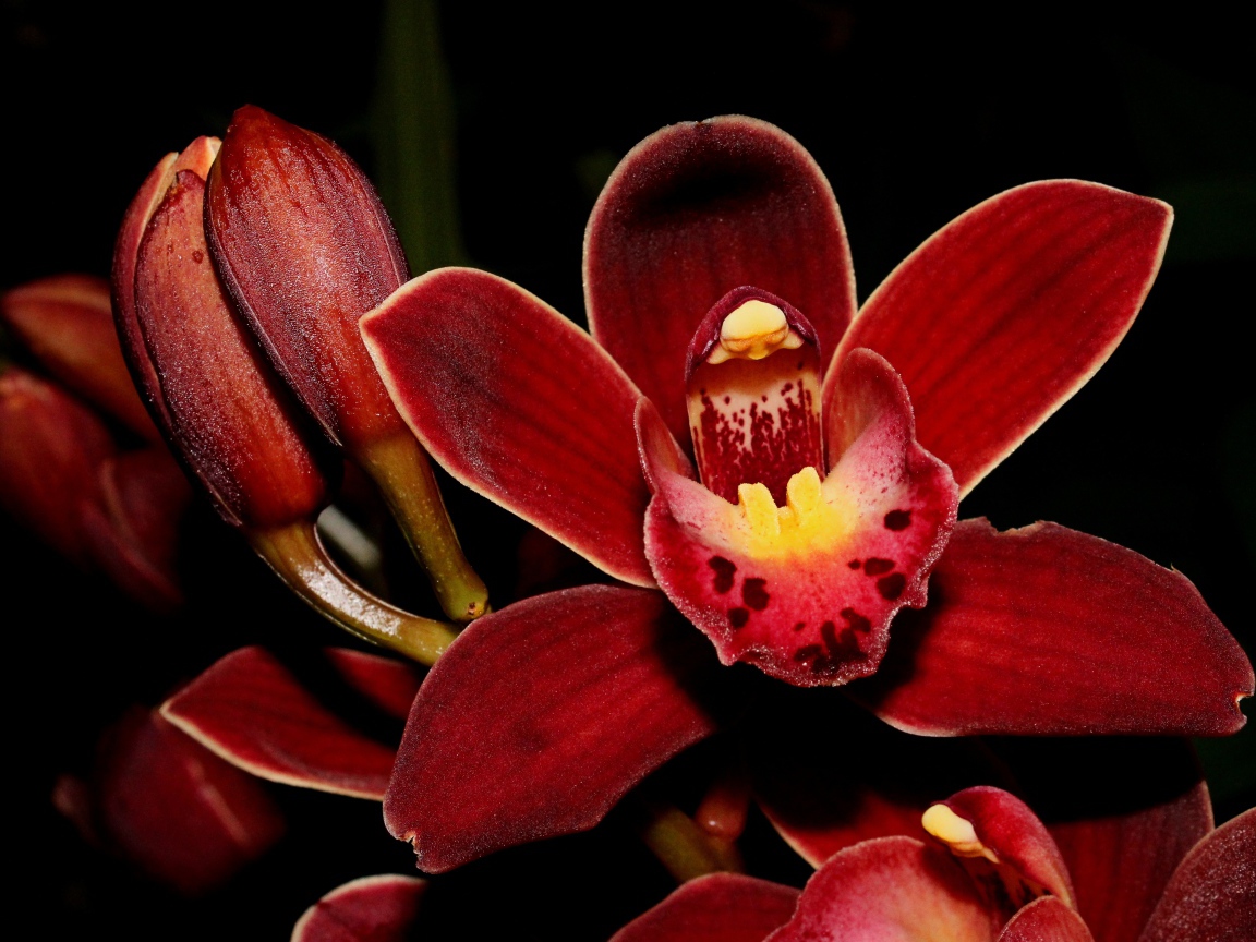 Красные экзотические орхидеи с бутонами на черном фоне