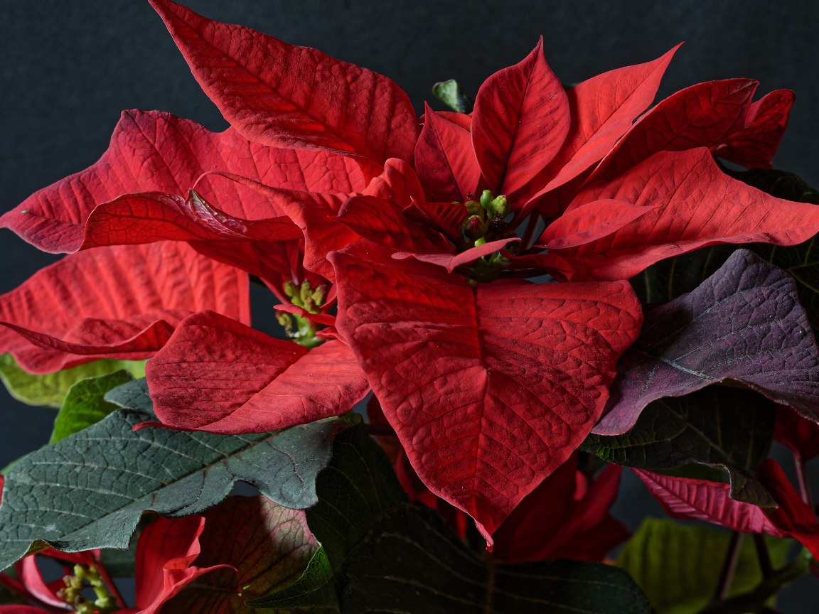 Красные цветы молочай в комнате