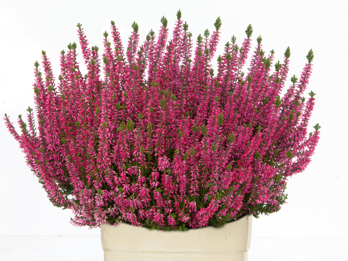 Красные цветы вереск в вазе на белом фоне