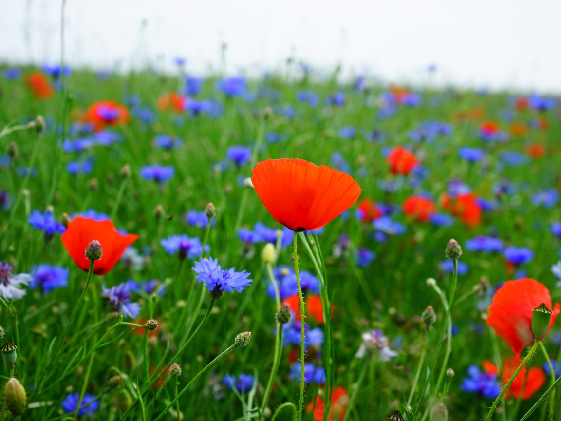 Красные маки и голубые васильки в поле 