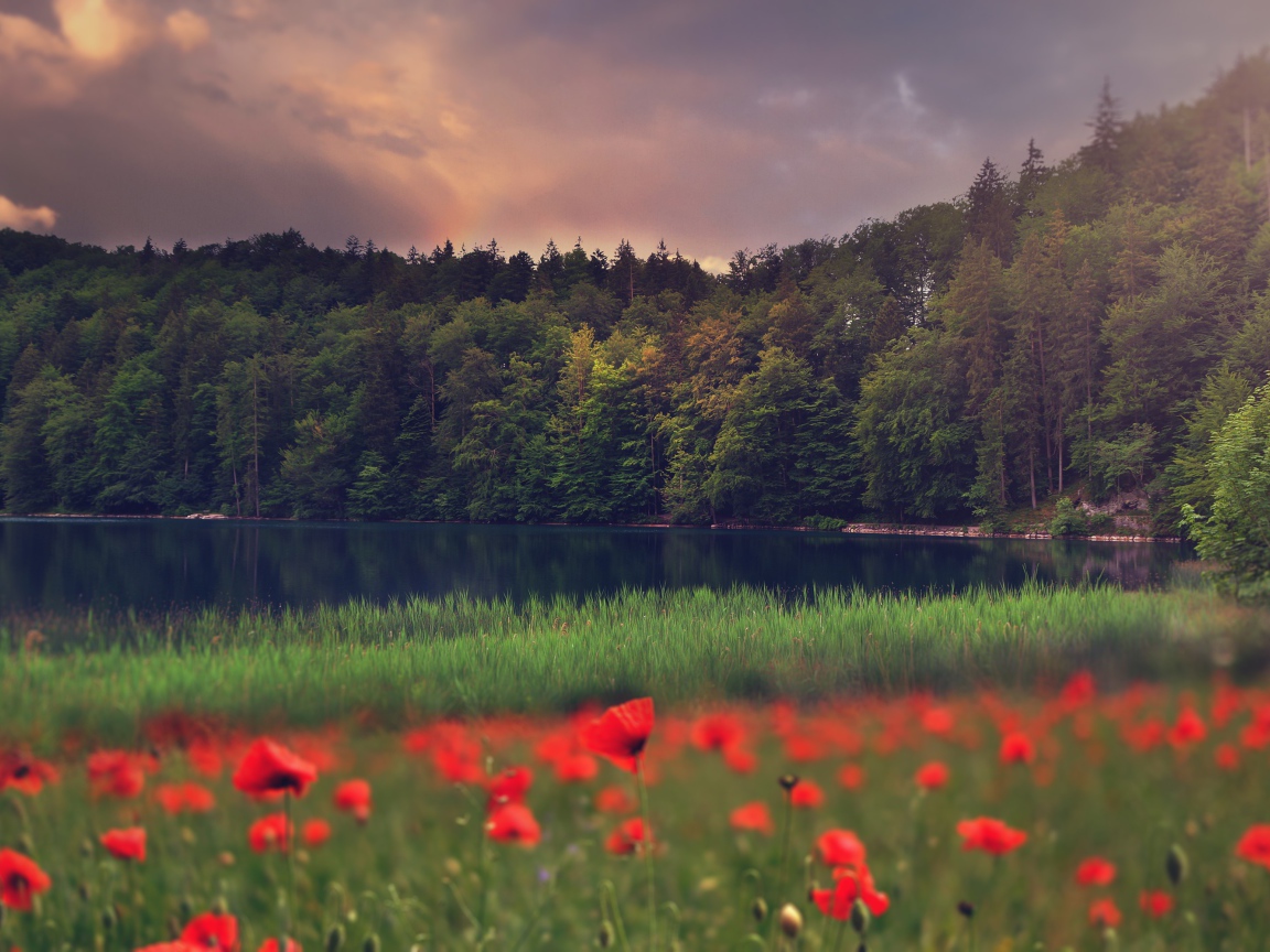 Красные маки растут на берегу лесного озера 