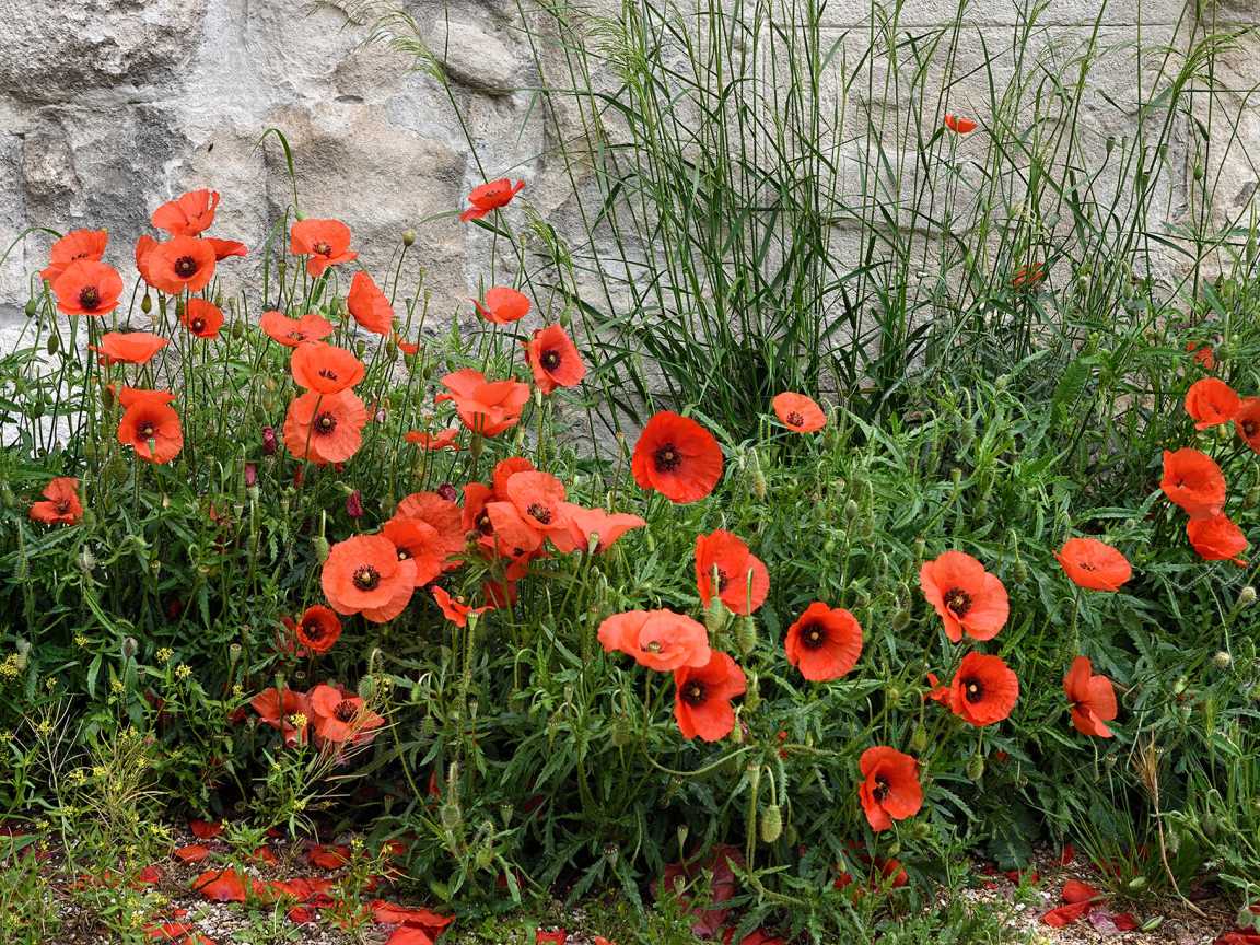 Красные маки в зеленой траве у стены 