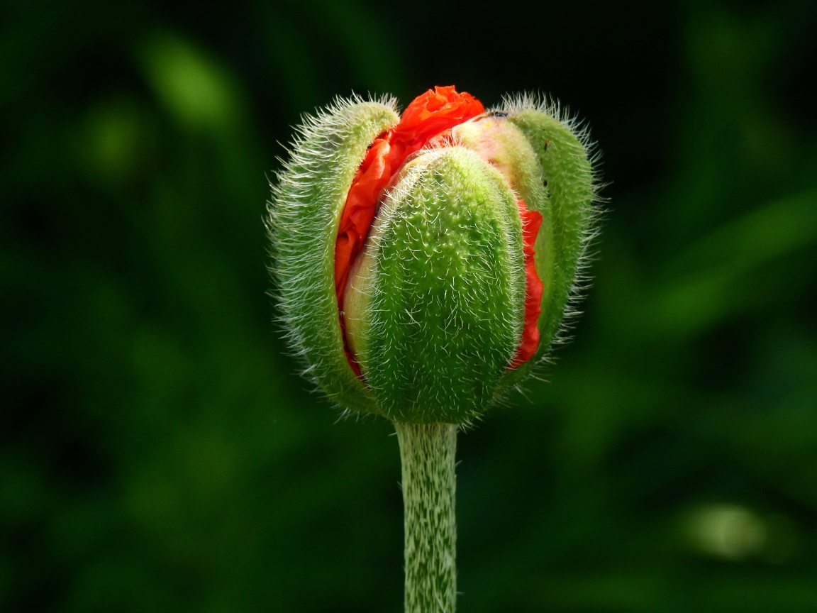 Цветок красного мака распускается на клумбе