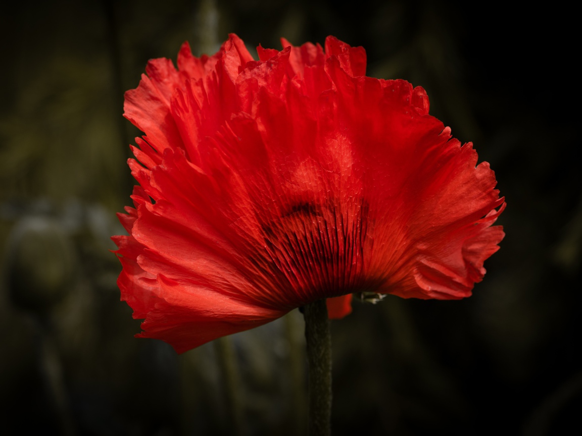 Красный цветок мака крупным планом 