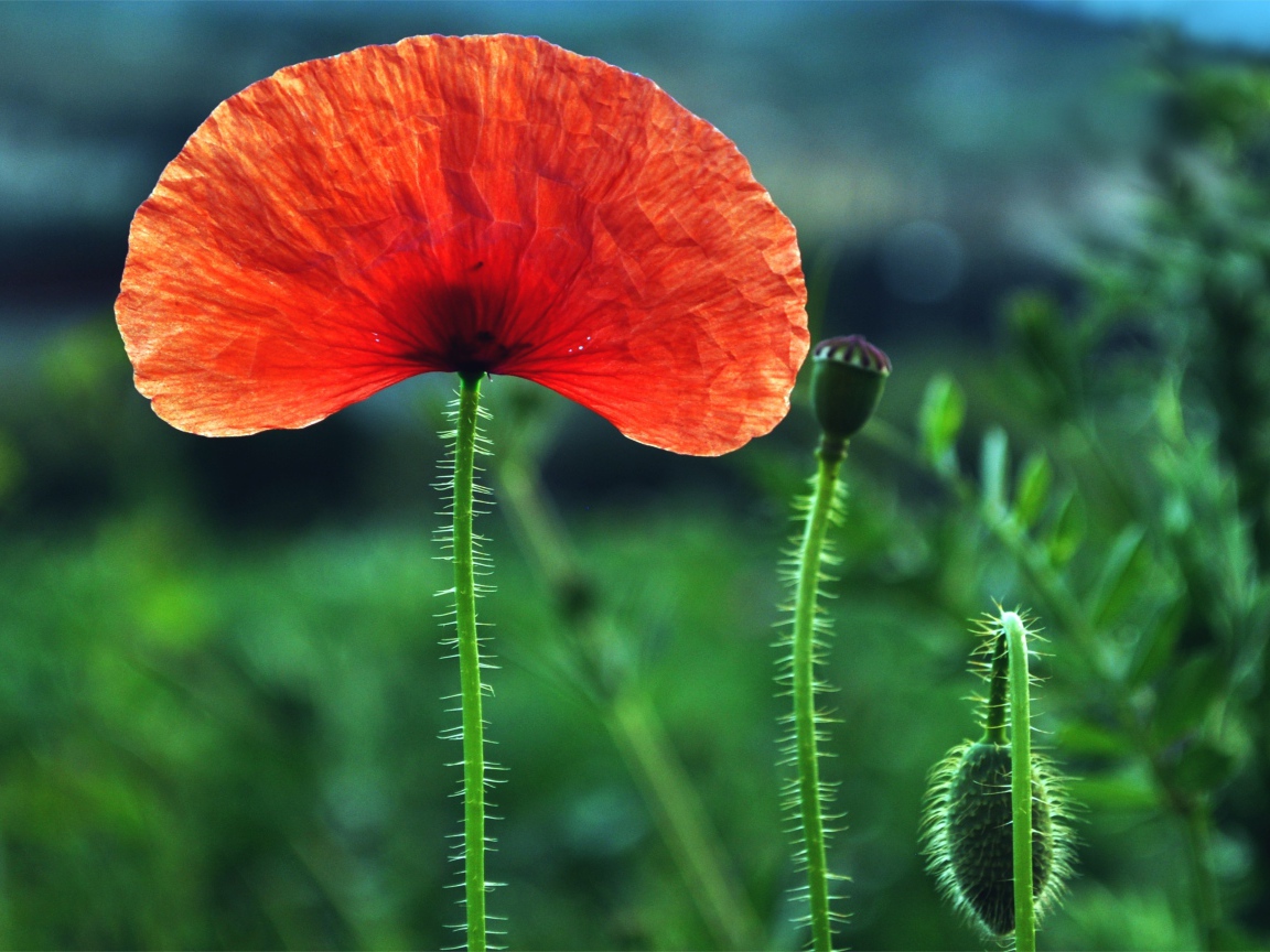 Красный мак с бутонами на поле крупным планом 