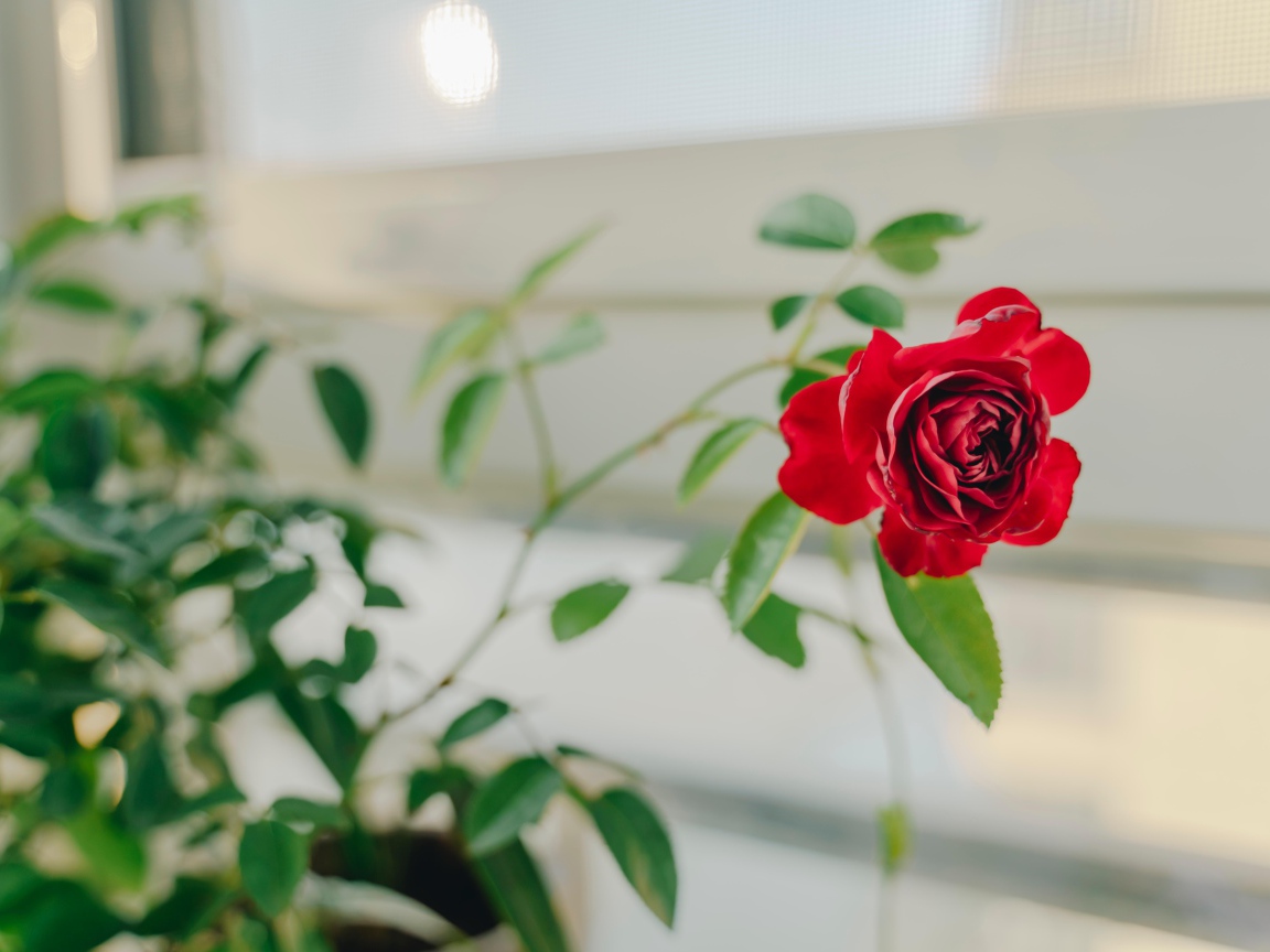 Красная комнатная роза в доме