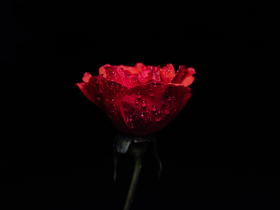 Красная роза в каплях росы на черном фоне