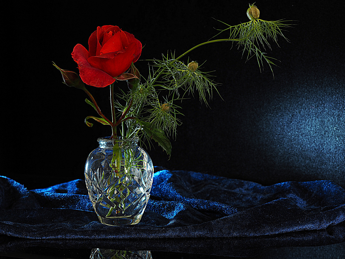 Красная роза с бутонами в стеклянной вазе на черном фоне
