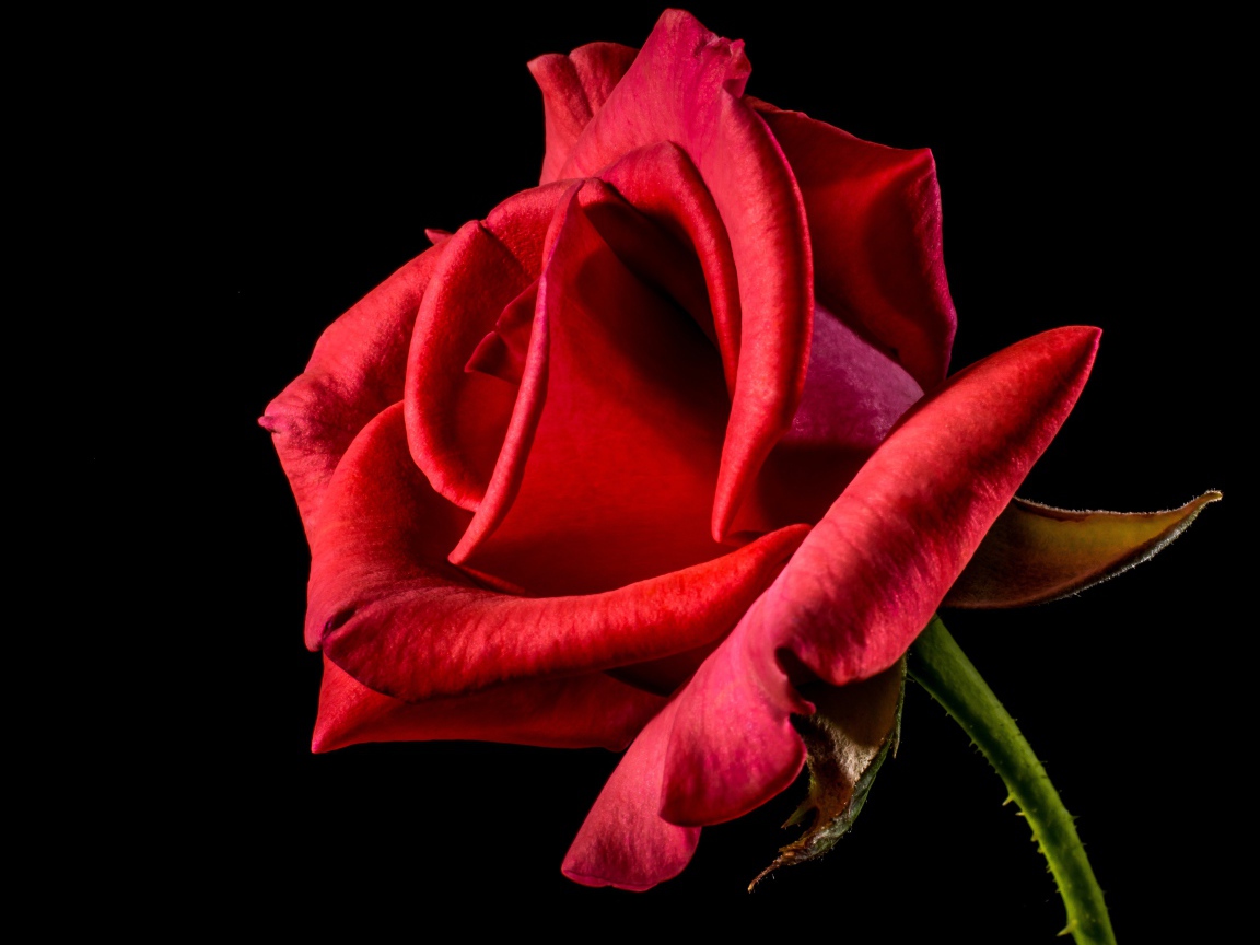 Red rose with delicate petals on a black background