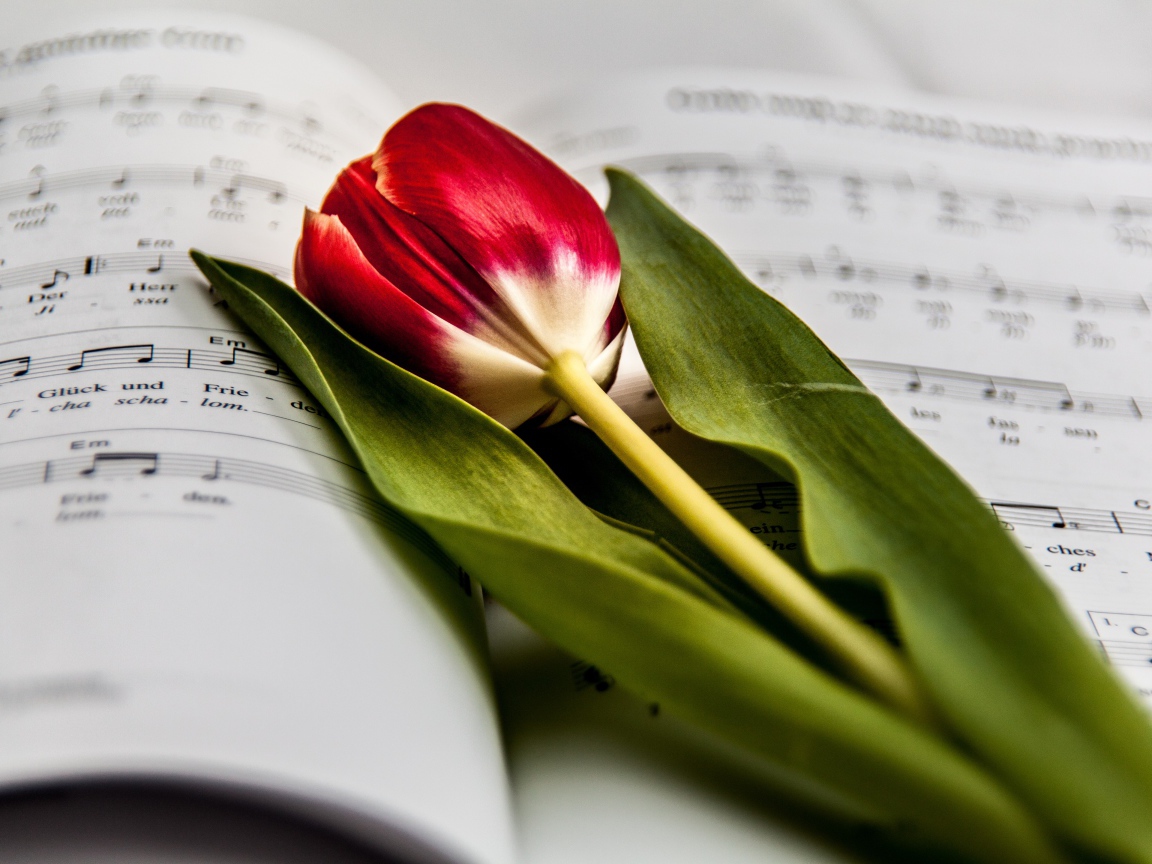Красный тюльпан с зелеными листьями лежит на нотной тетради