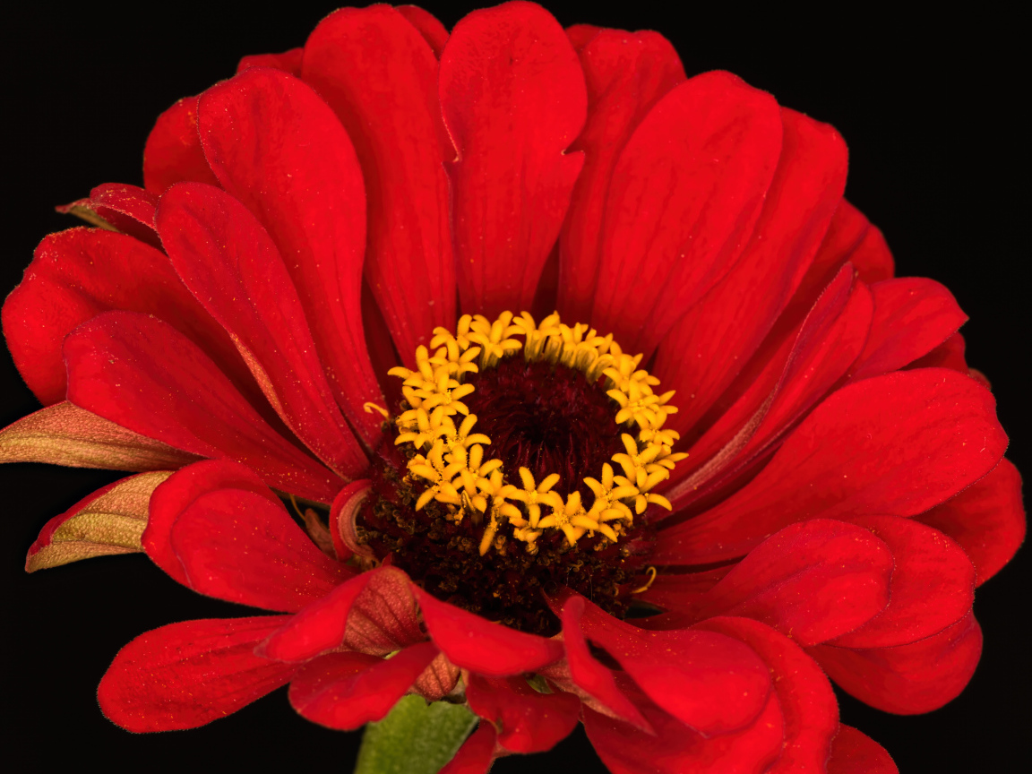 Красный цветок цинния на черном фоне