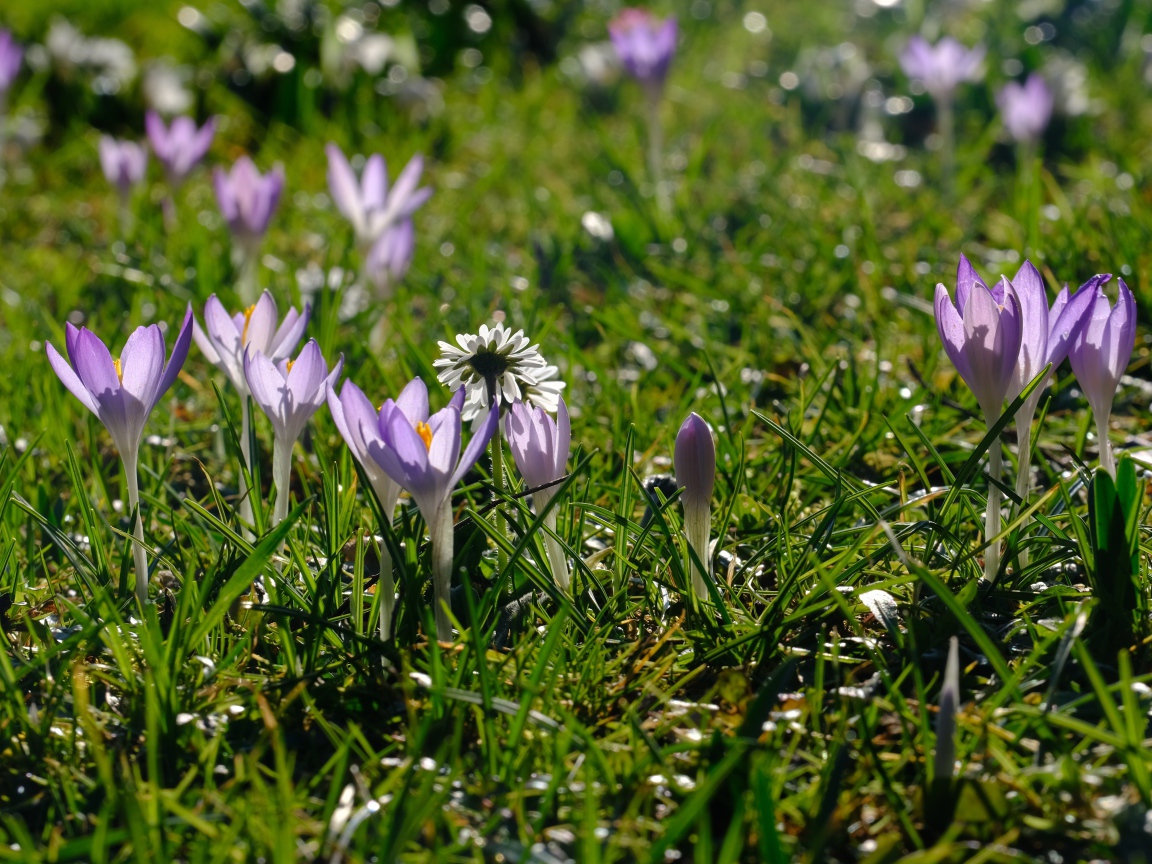 Маленькие сиреневые цветы крокуса на зеленой траве