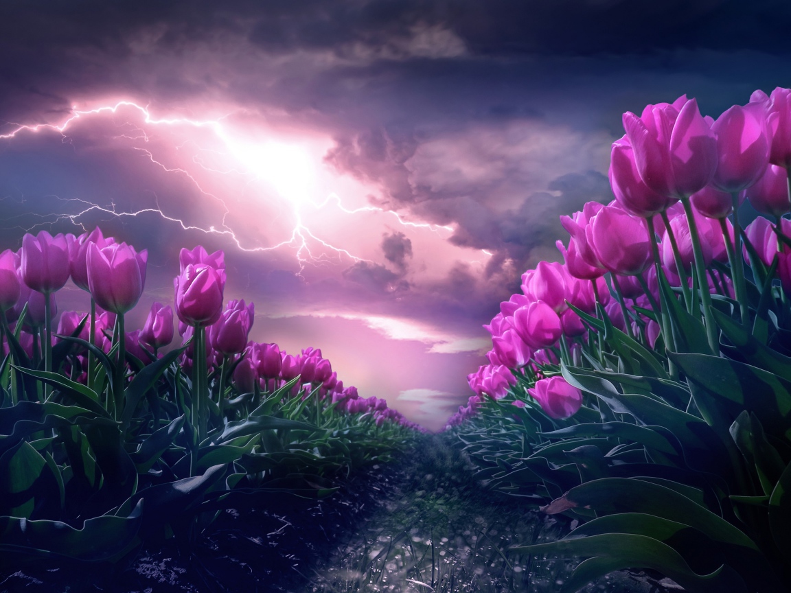 Грозовое небо с молнией над полем с тюльпанами