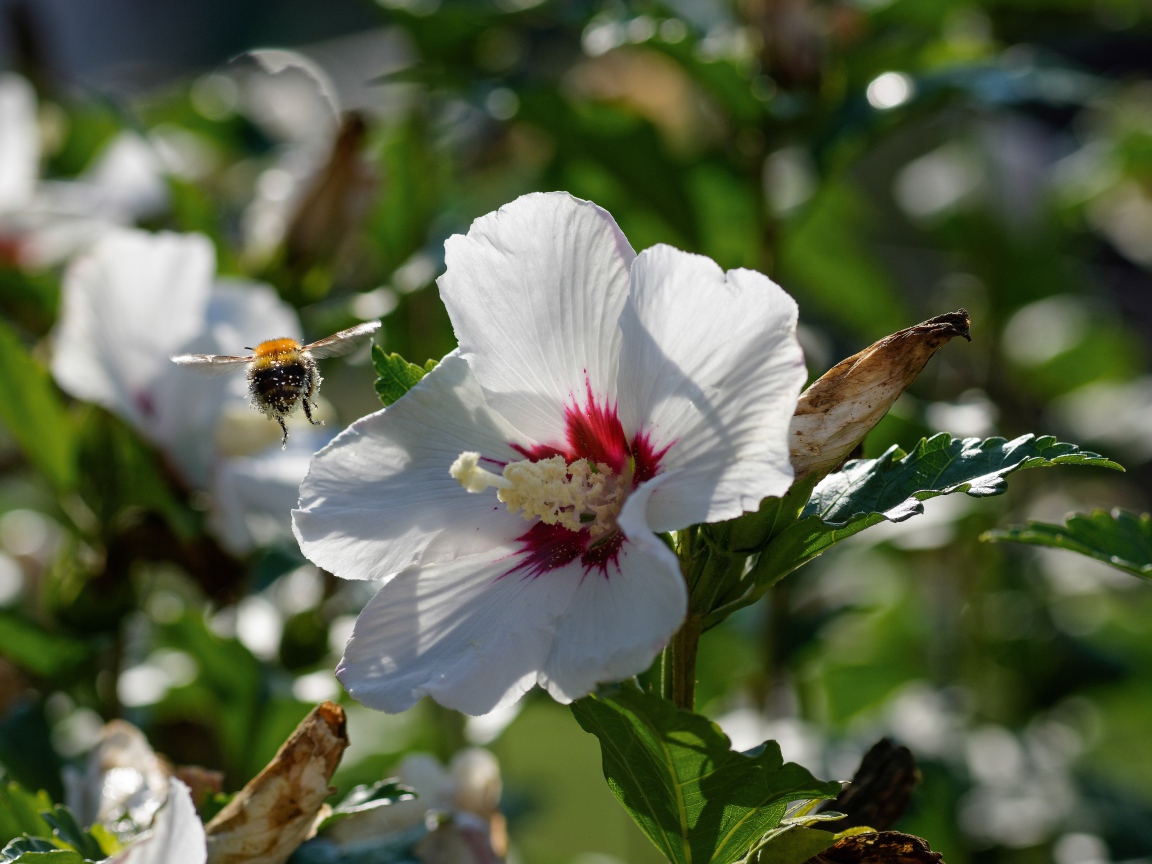 Нежные белые цветы гибискуса в лучах солнца в саду