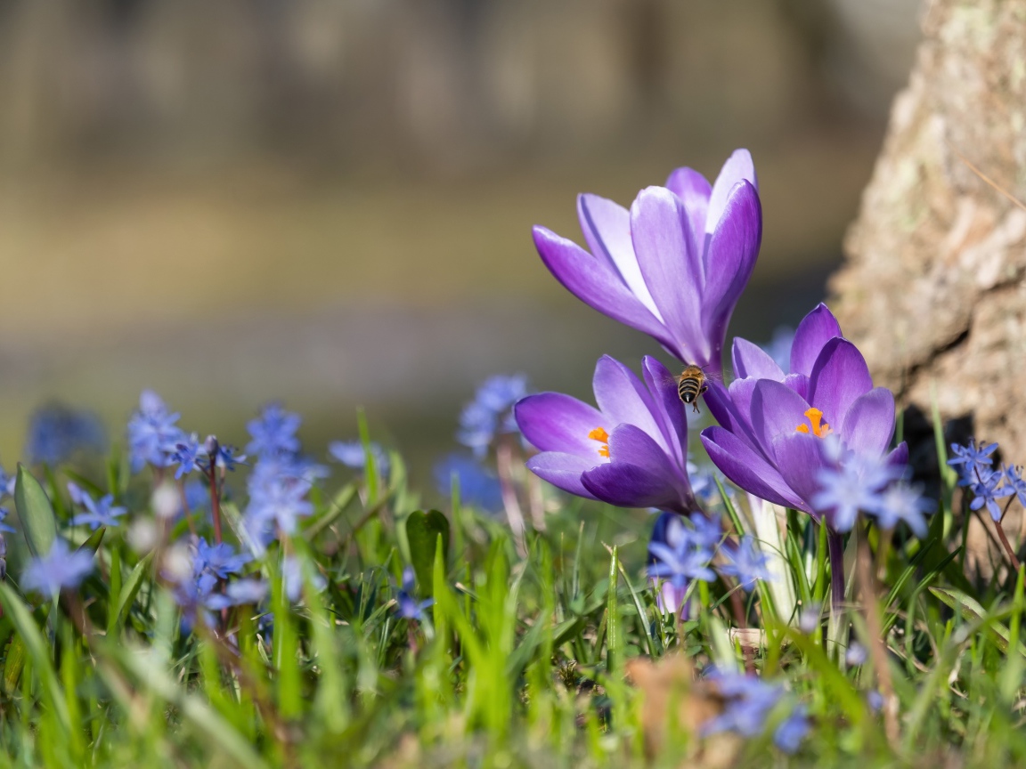 Первые весенние цветы пролесок и крокусы 