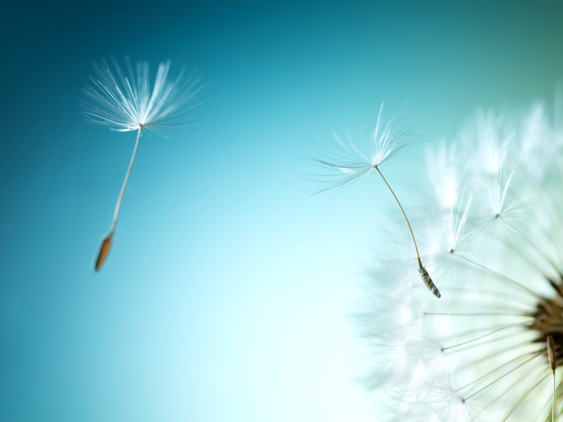 Ветер раздувает белый одуванчик на голубом фоне