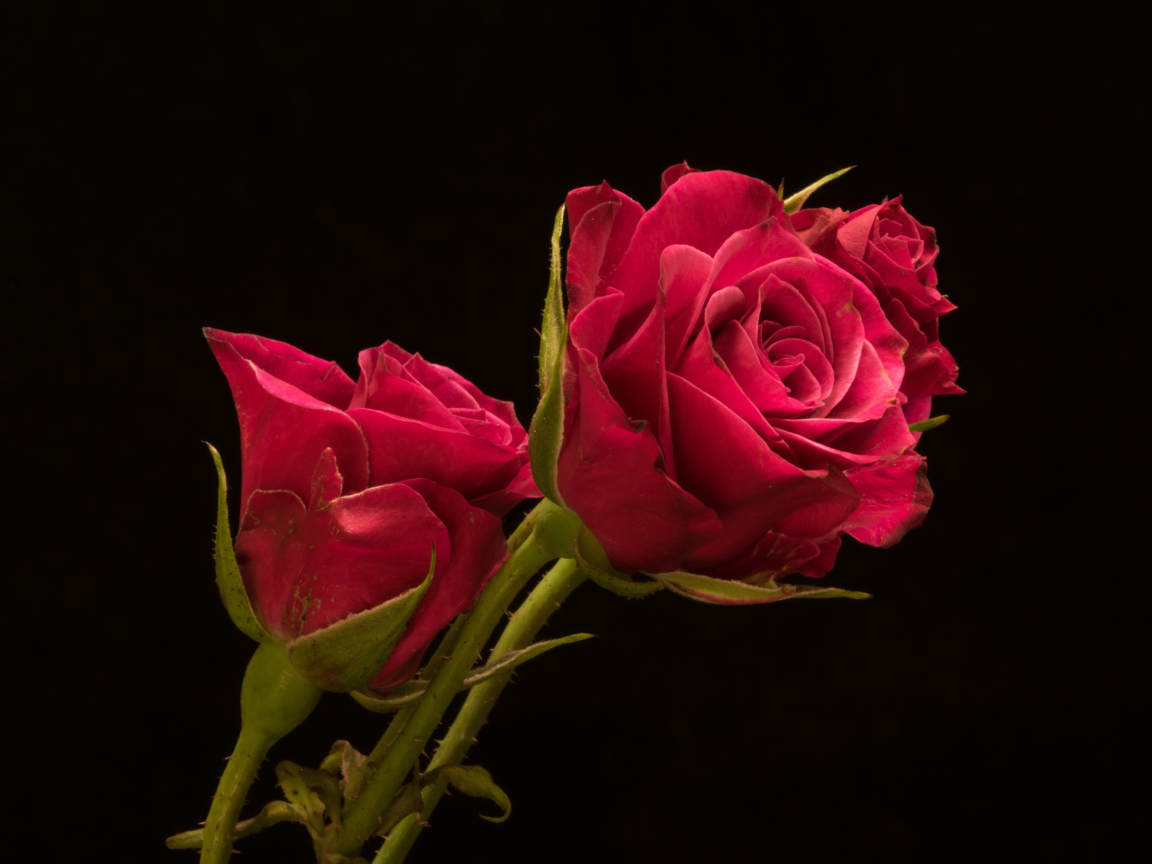 Три красивые розы на черном фоне