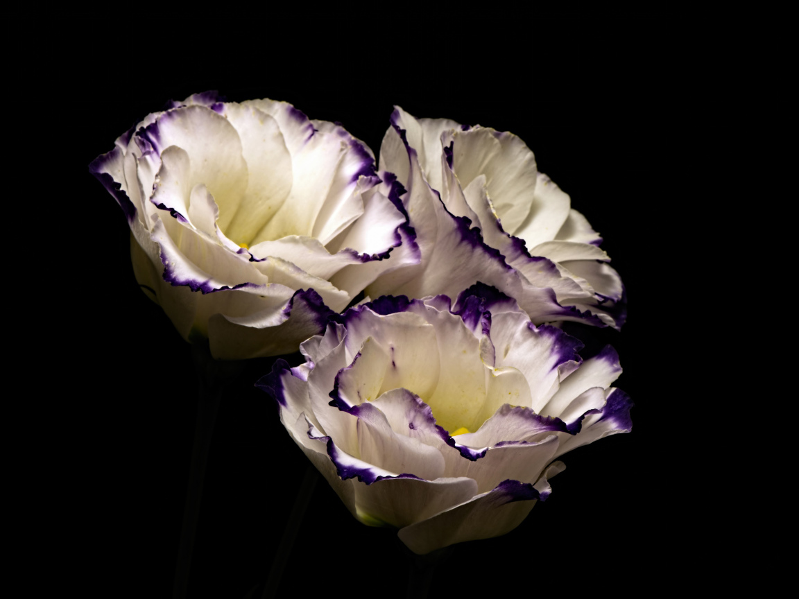 Три нежных  цветка эустомы на черном фоне