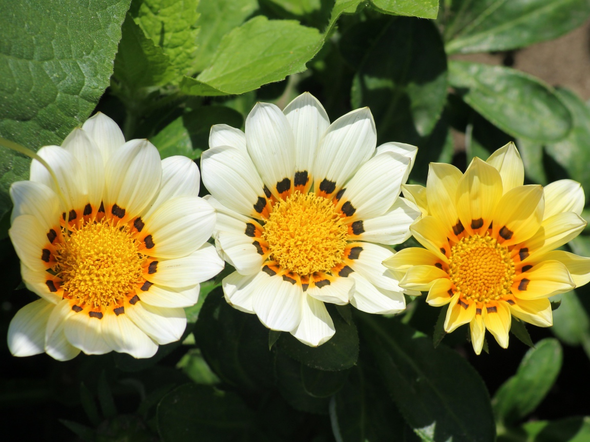 Три цветка газании в зеленых листьях на клумбе