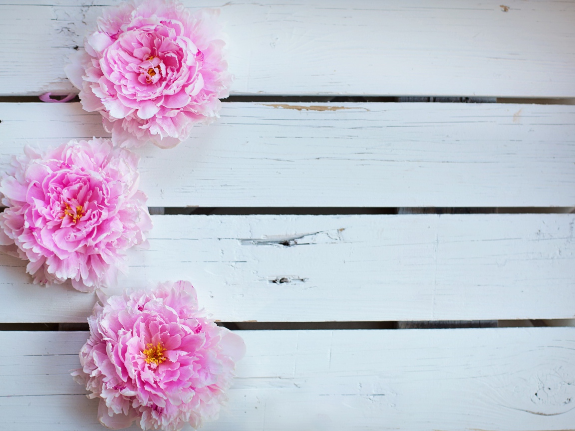 Три розовых пиона на деревянном столе 
