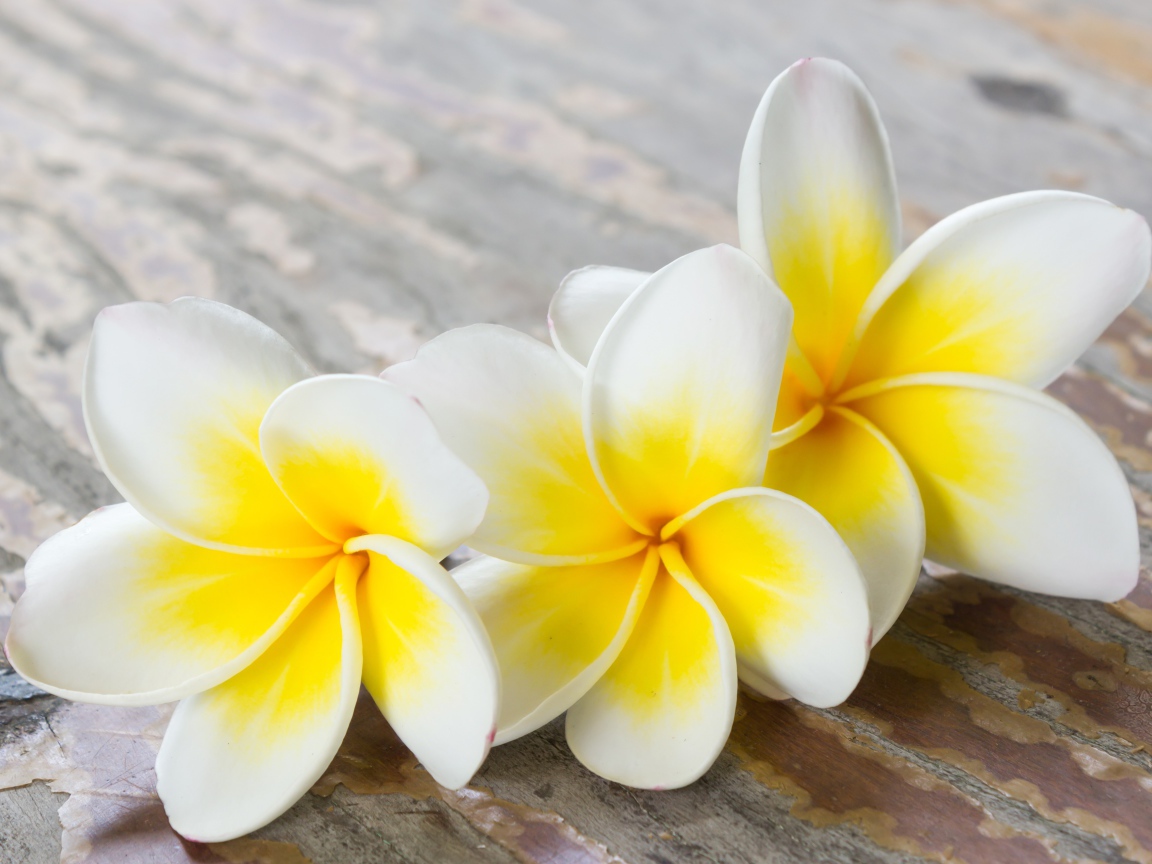 Три цветка плюмерии на деревянном столе 