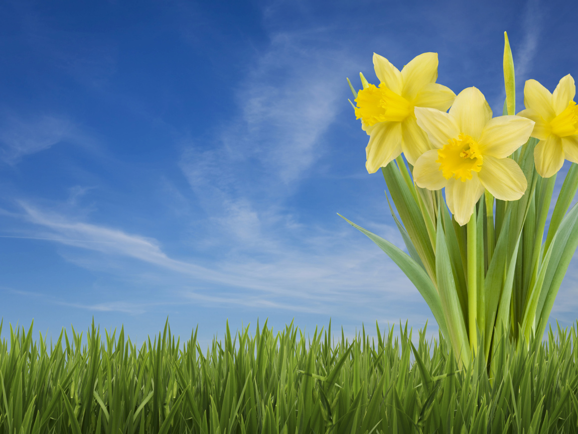 Three yellow daffodil flowers in green grass against a blue sky