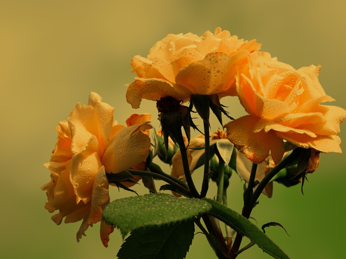 Три желтые розы в каплях дождя с зелеными листьями 