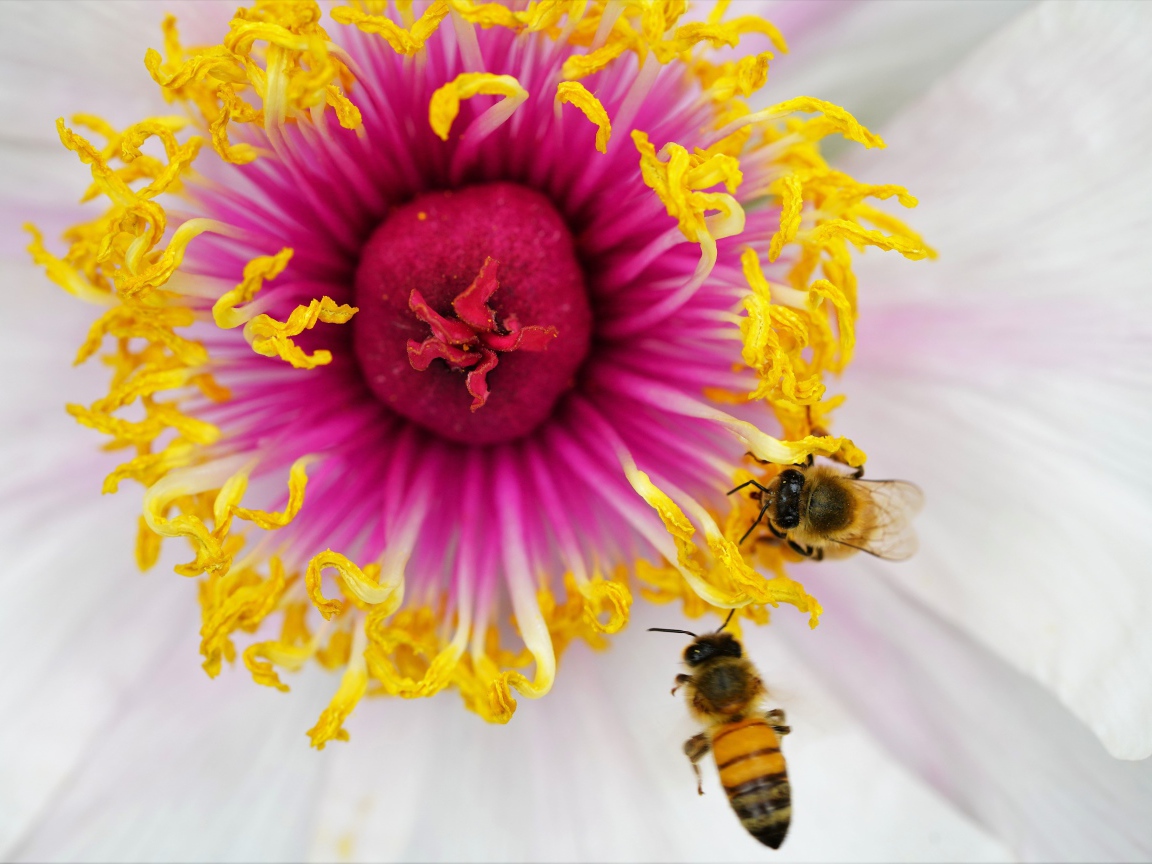 Две пчелы сидят в середине цветка 