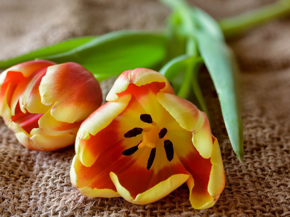 Два оранжевых тюльпана с зелеными лепестками на столе 