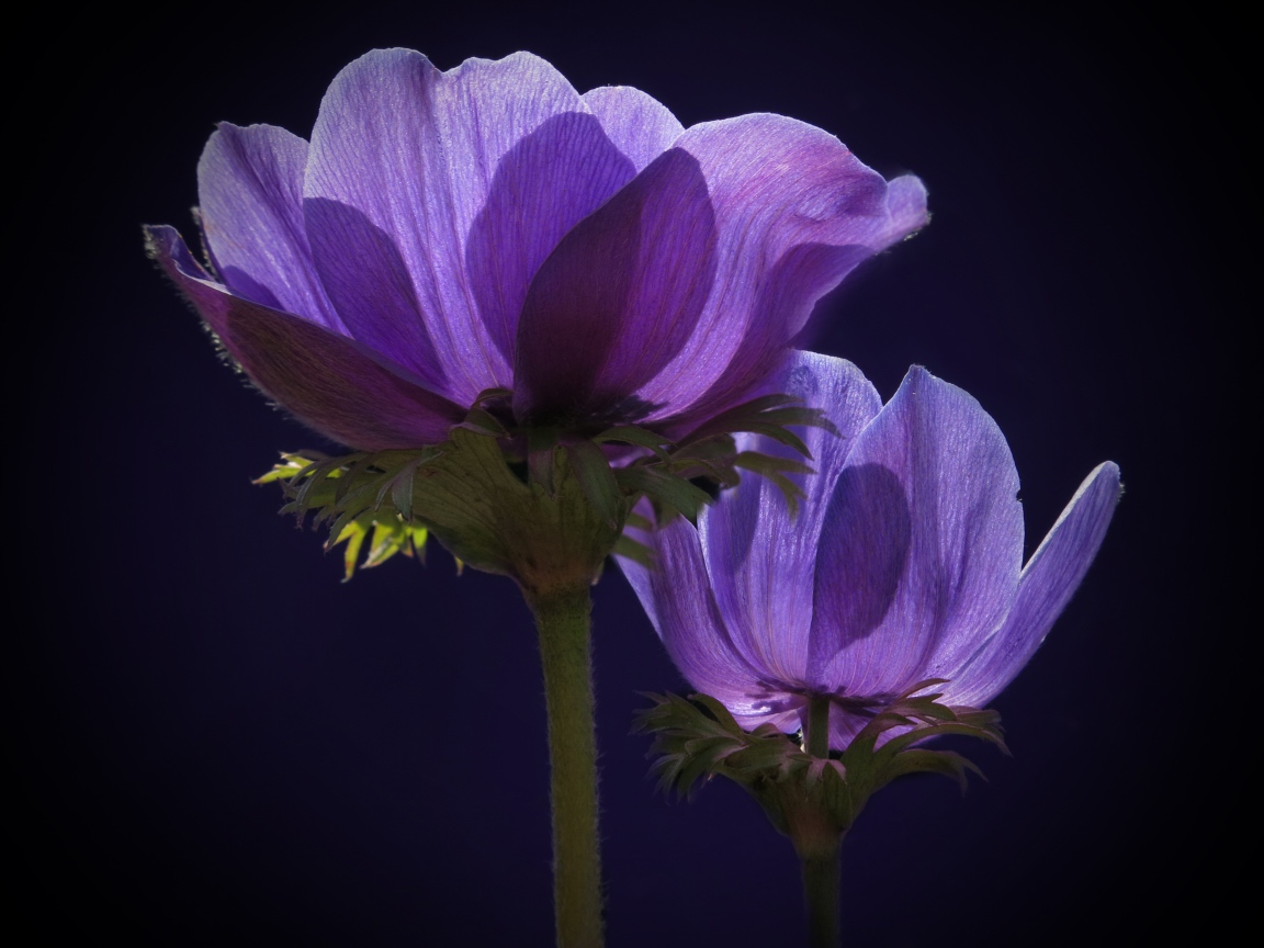 Два фиолетовых цветка анемоны в лучах солнца 