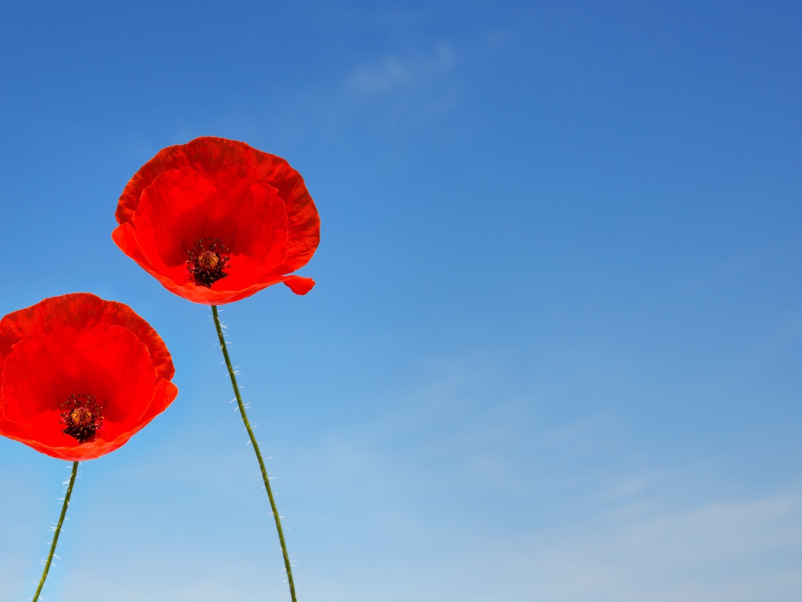 Два красных цветка мака на фоне голубого неба